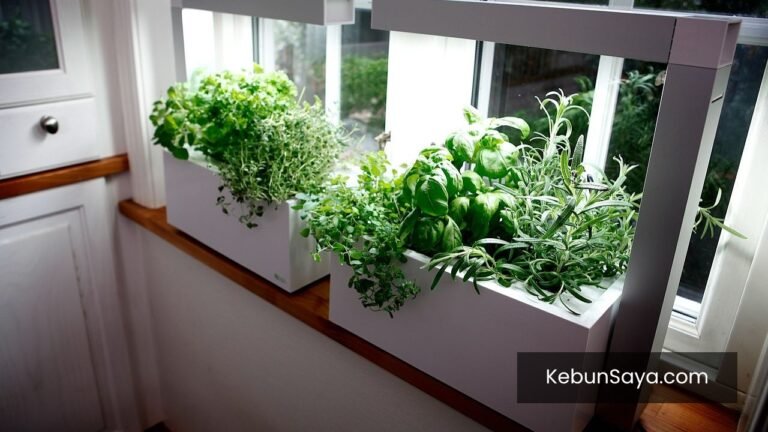 Home Herb Garden Indoor