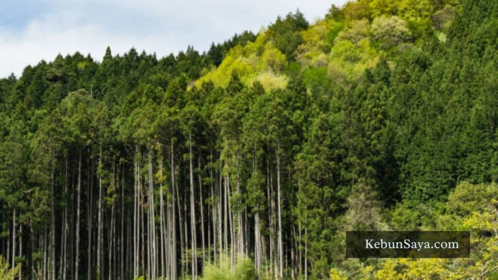 famous japanese trees