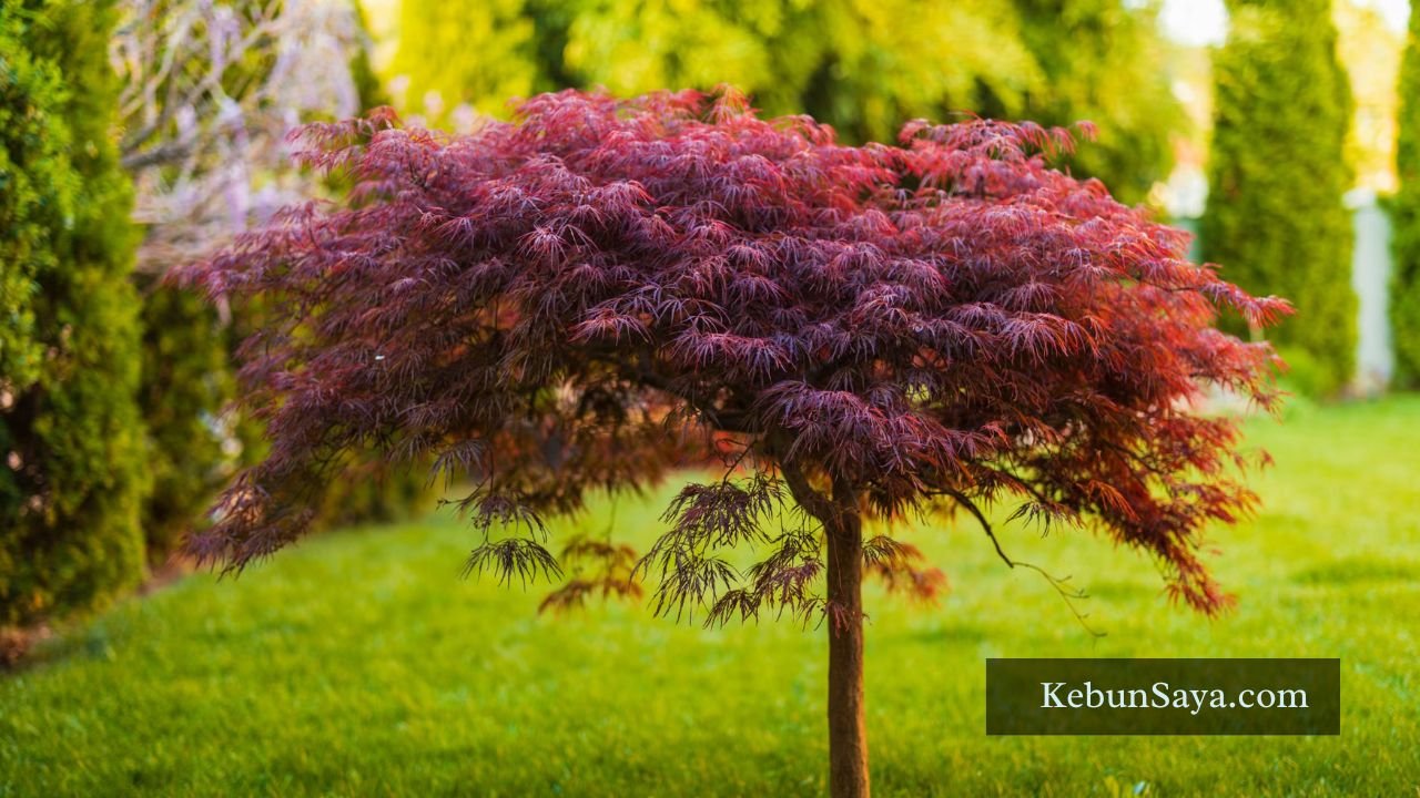 Japanese Trees Varieties