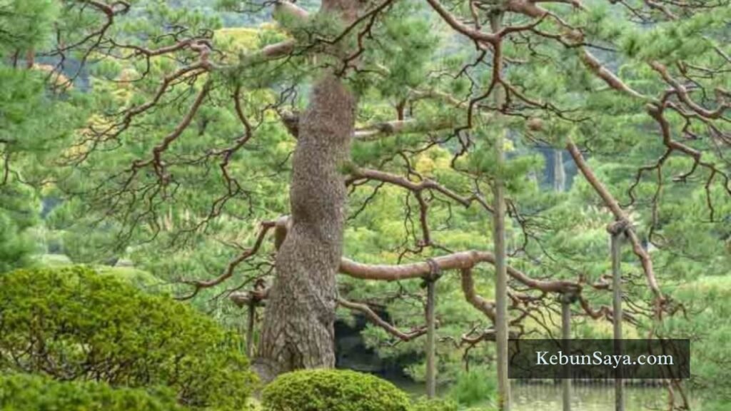beautiful trees in japan