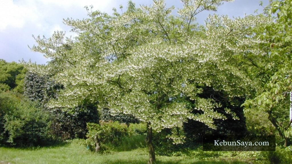japanese tree species